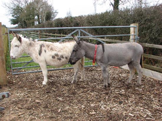 The Donkey Sanctuary
