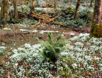 The Donkey Sanctuary