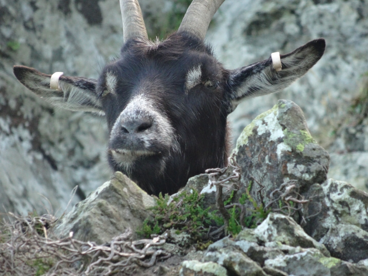 valley of the rocks walk to lynmouth